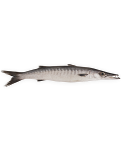 Barracuda WR 1000-2000g IWP 1 x 10kg-IN