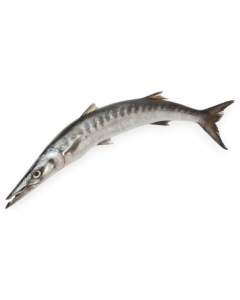 Barracuda WR 2000-3000g IWP 1 x 10kg-IN
