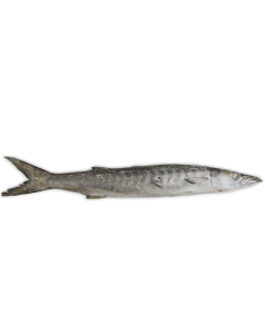Barracuda WR 1-2kg IWP 1 x 15kg -OM