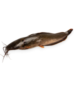 DSD Catfish Gutted 500-800g IWP 1 x 4kg 20% -VN
