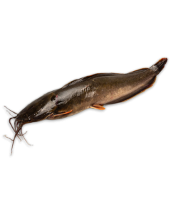 DSD Catfish Gutted 800g-UP IWP 1 x 4kg 20% -VN