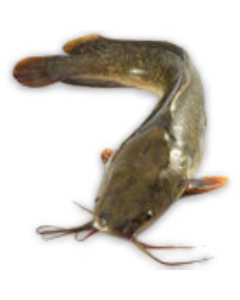 Ultimate Taste Catfish Gutted 800g-UP IWP 1 x 4kg 20% -VN