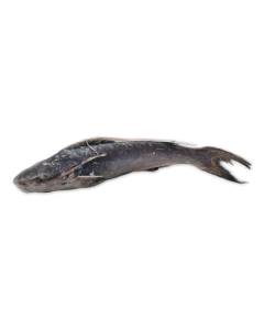 Ultimate Taste Catfish Gutted 500-800g IWP 1 x 4kg 20% -VN