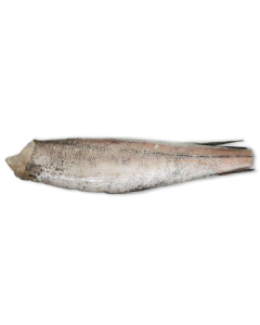 Hake HGT 200-350g IWP 1 x 21kg -MR