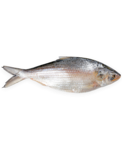 DSD Hilsa WR 1000-1200g IWP 1 x 20kg 10% -MM