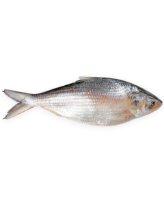 DSD Hilsa WR 800-1000g IWP 1 x 20kg 10% -MM