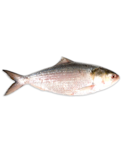 Sultanlar Hilsa WR 1000-1200g IWP 1 x 20kg 20% -MM
