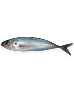 Blumar Jack/Horse Mackerel WR 500-900g Block 1 x 20kg -CL