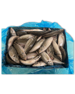Horse Mackerel WR 350g-UP Block 1 x 20kg -GB