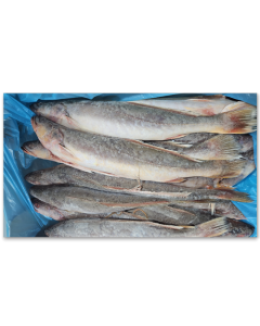 OD Kandratiki WG 450-900g IQF 1 x 10kg -SR