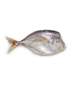 Ocean Delight Caribbean Pomfret WR 200-500g IQF 1 x 10Kg -SR