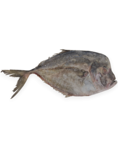 OD Caribbean Pomfret / Poyo WR 200-500g IQF 1 x 10Kg -SR