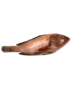 Reefcod/Tsof/Grouper WGS 300-500 4 x 3 Kg 10%-IN