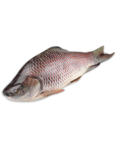 DSD Rohu gutted 3000g-UP IWP 1 x 21kg 20%-MM