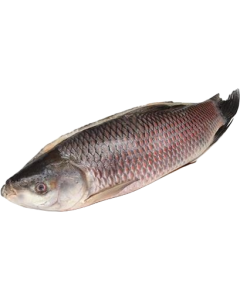 Jona Rohu Back Gutted 2000g-UP IWP 1 x 20kg 20% -MM