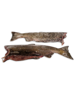 Chinook Salmon HG 4-7lb IQF 1 x 25kg -CA