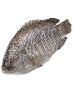 DSD Tilapia WGS 500-800g IWP 1 x 4kg 20% -CN