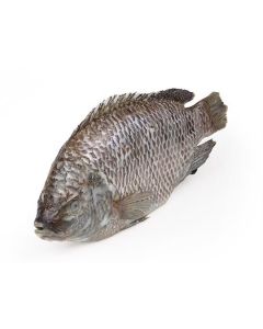 DSD Tilapia WGS 800g-UP IWP 1 x 5kg 20% -CN