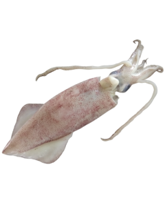 Indian Squid Loligo 3/6 WR 6 x 2kg Block 10% -IN