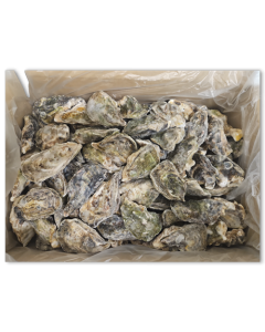 Pacific Oyster WR 86-110g IQF 1 x 10kg NW -JP