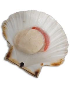 King Scallops Halfshell Roe-On 8/12 IQF 1 x 7kg NW -GB
