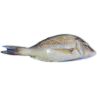 Jona Emperor WGS 500-1000g IWP 1 x 10kg 10% -IN