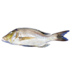 Jona Emperor WGS 2000g-UP IWP 1 x 10kg 10% -IN